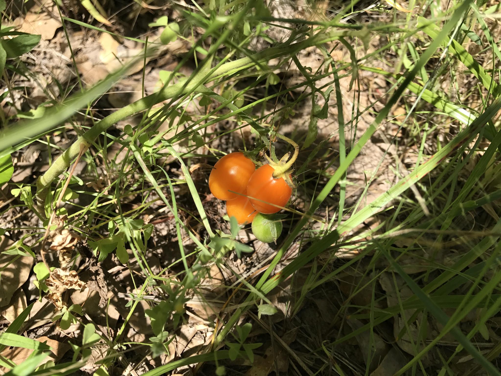 Solanum lycopersicum